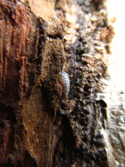 Stomaphis quercus