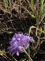 Dichelostemma multiflorum