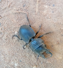 Pachyodontus languidus