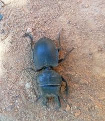 Pachyodontus languidus