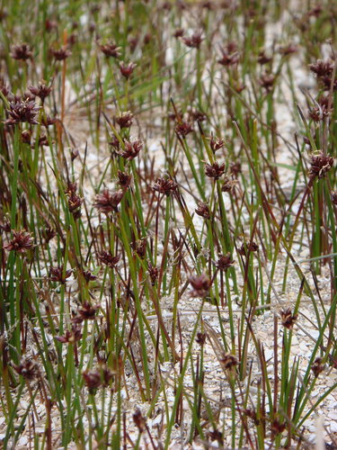 Schoenus nitens (R.Br.) Roem. & Schult.