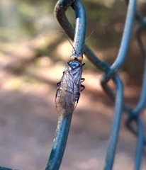 Acantholyda flaviceps
