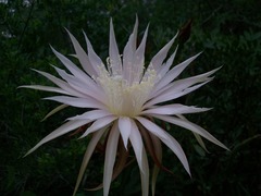 Selenicereus spinulosus