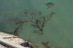 Sargassum fusiforme