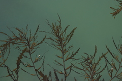 Sargassum fusiforme