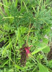 Indigofera hedyantha