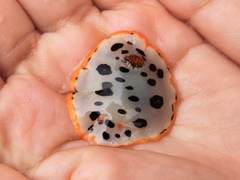 Chromodoris orientalis