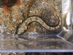 Neoclinus