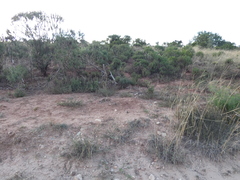 Euryops brevipapposus