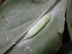 Notocrypta curvifascia
