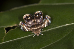 Brenthia albimaculana