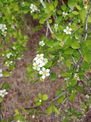Crataegus lassa