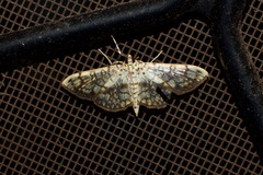 Haritalodes