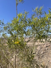 Tecoma stans angustata