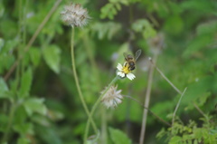 Apis mellifera