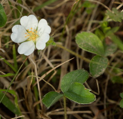 Potentilla montana