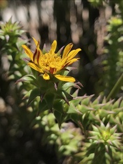 Oedera capensis