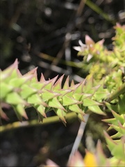 Oedera capensis