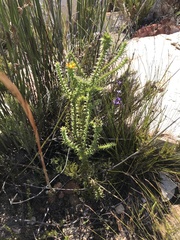 Oedera capensis