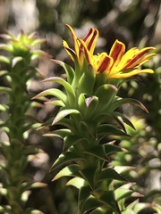 Oedera capensis
