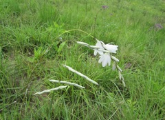 Dierama argyreum