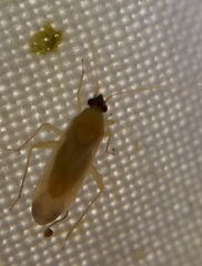 Phylus melanocephalus