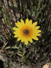 Arctotis lanceolata