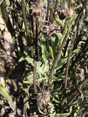 Arctotis lanceolata