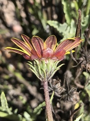 Arctotis lanceolata