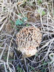 Morchella steppicola