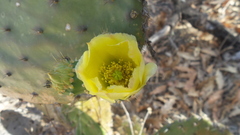 Opuntia bravoana