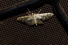 Haritalodes