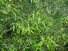 Coptosperma supra-axillare