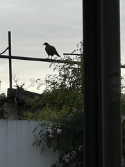 Rupornis magnirostris