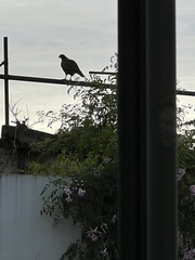 Rupornis magnirostris