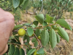 Pseudolachnostylis maprouneifolia