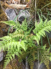 Asplenium adiantum-nigrum