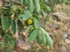 Pseudolachnostylis maprouneifolia