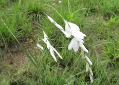 Dierama argyreum