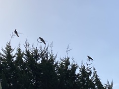 Zanda funerea funerea