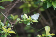 Eurema elathea