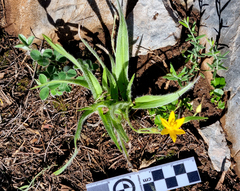 Hypoxis villosa