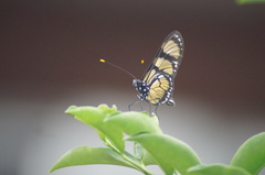 Methona themisto