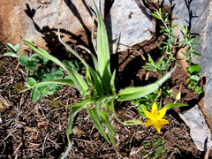 Hypoxis villosa