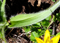 Hypoxis villosa