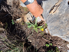 Hypoxis villosa