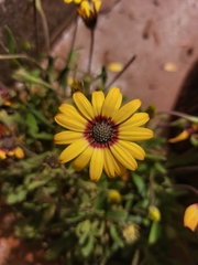Osteospermum monstrosum