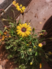 Osteospermum monstrosum