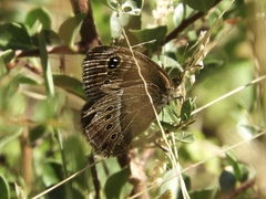 Pampasatyrus gyrtone