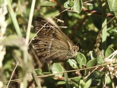 Pampasatyrus gyrtone